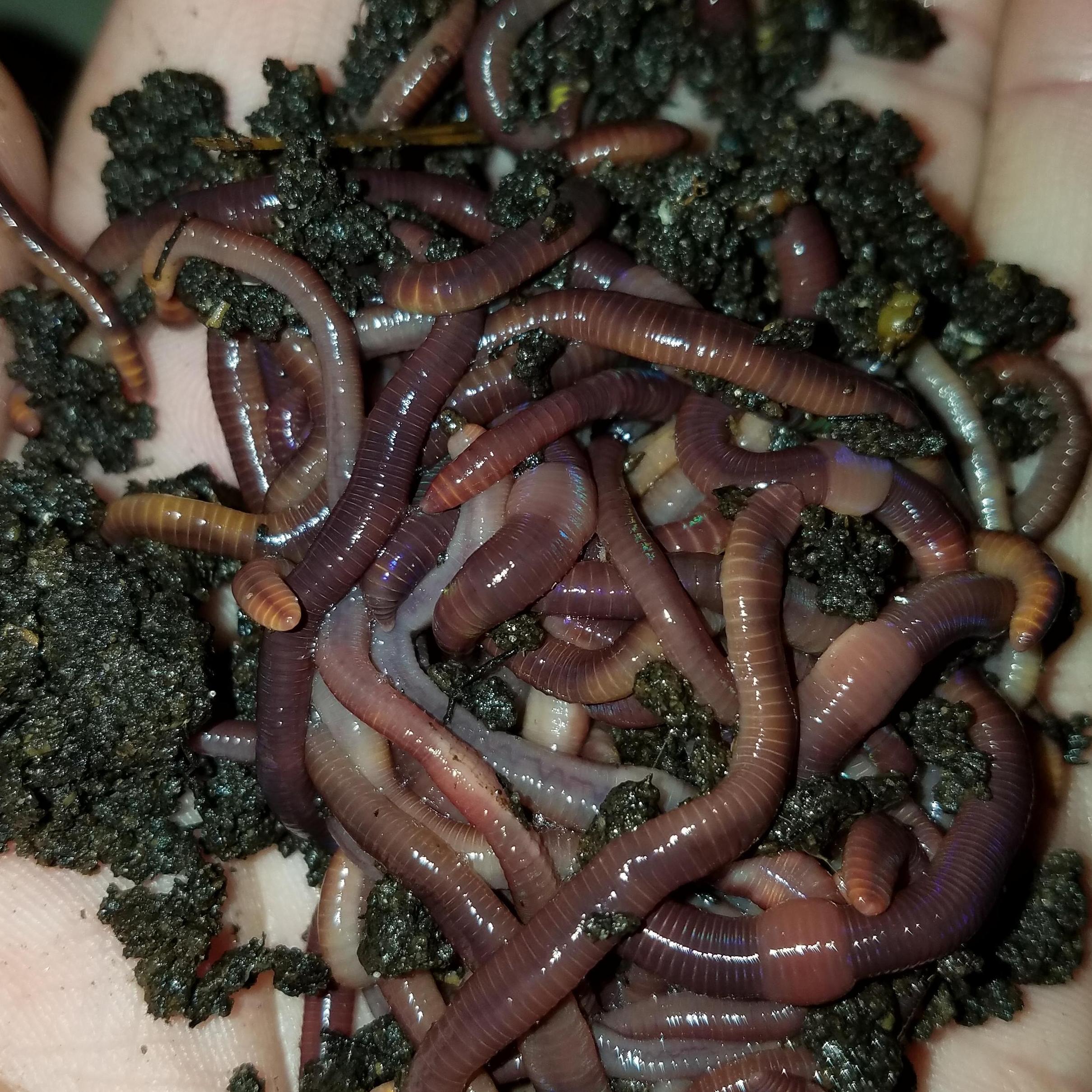 Red Worm Composting